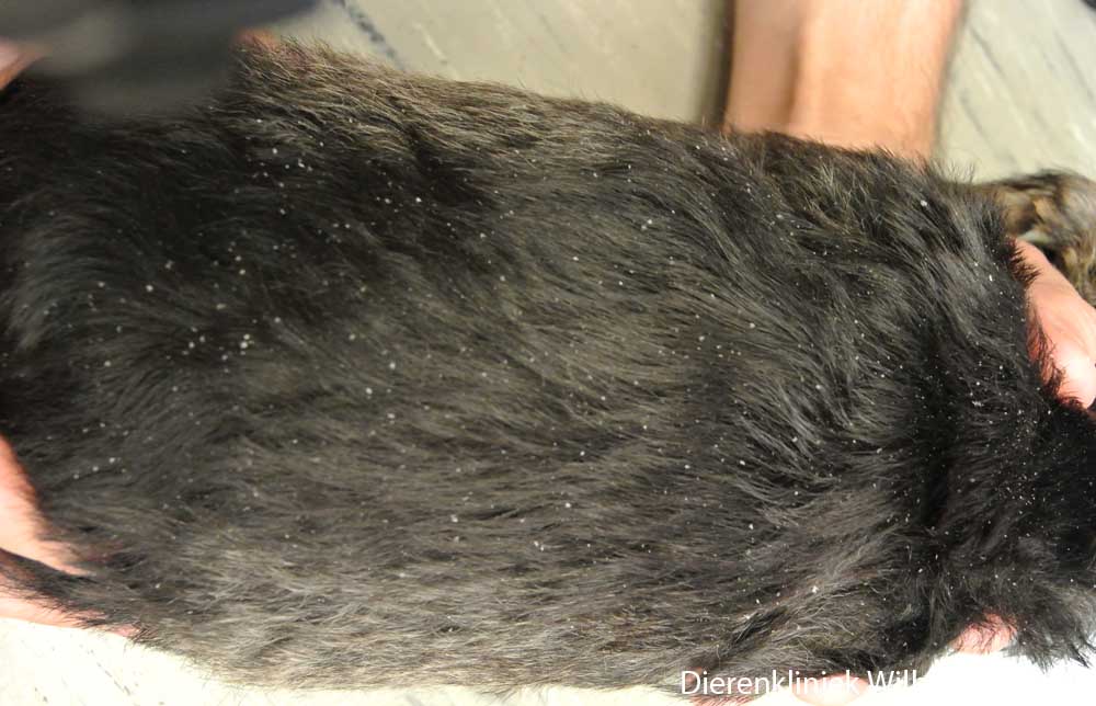 Schilfers in de haren bij een pup